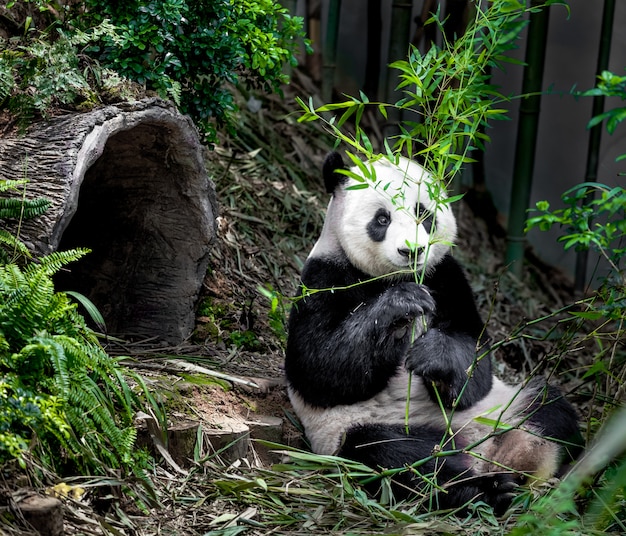 Hungry giant panda 