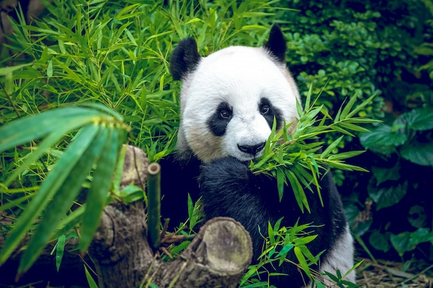 Hungry giant panda 