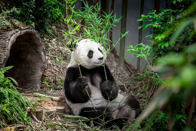 Hungry giant panda 