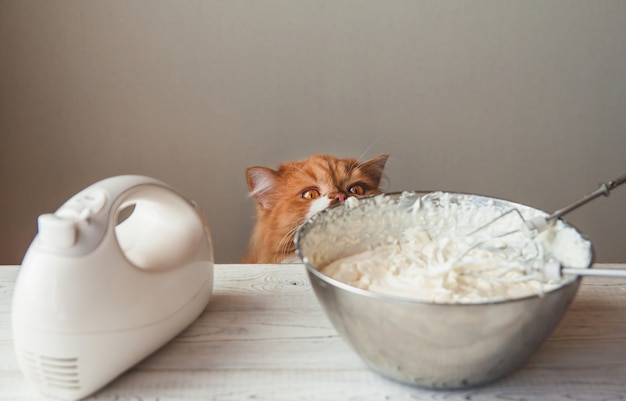 Hungry ginger cat near the bowl with cream