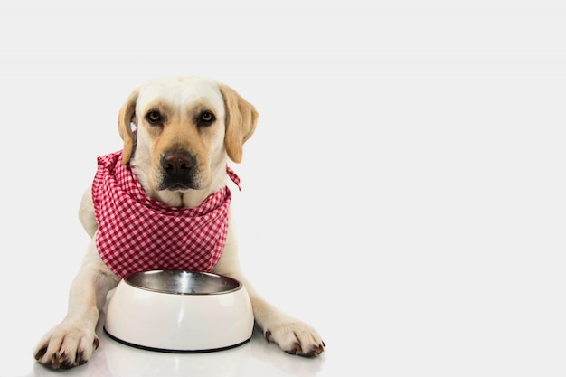  HUNGRY PUPPY WITH EMPTY BOWL AND CHECKERED  BANDANA.