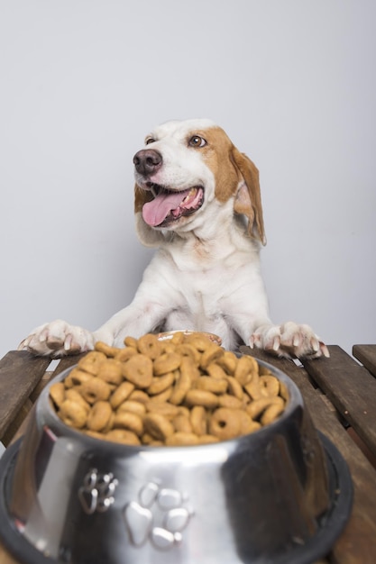 Hungry white and brown dog with big ears and brown eyes ready to eat a bowl full of food