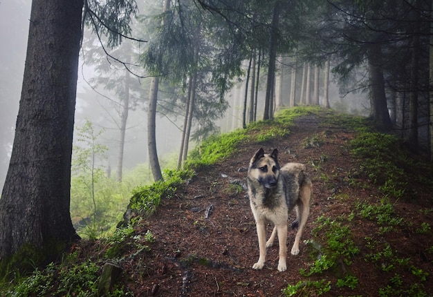 A hunting dog awaits its owner in a misty forest