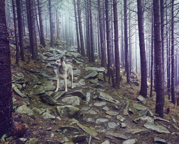 A hunting dog awaits its owner in a misty forest