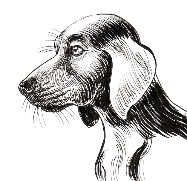 Hunting dog head. Ink black and white drawing