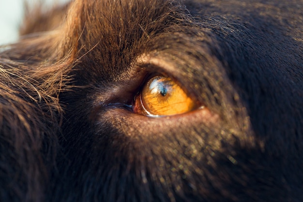 Hunting dog resting on the grass, German hunting watchdog drahthaar