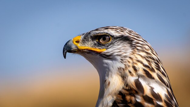 Hunting eye of an eagle