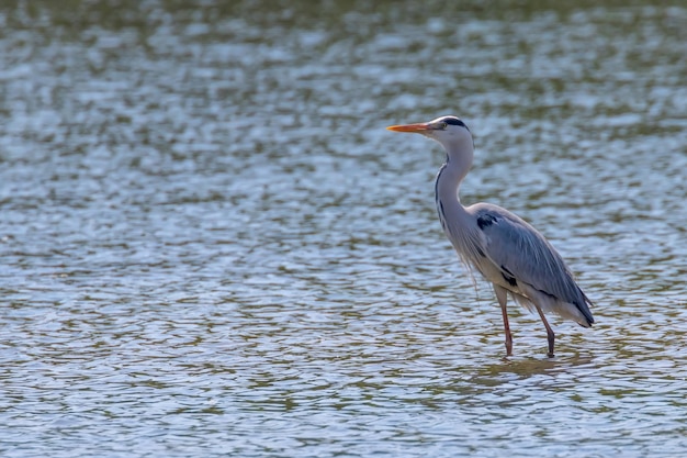 The Hunting Grey Heron (Ardea cinerea) Grey Heron Water