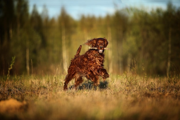 Hunting Irish Setter dog running on field