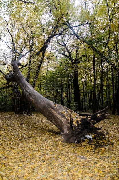 Hurricane damaged tree