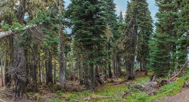 Hurricane Ridge Olympic National Park WA