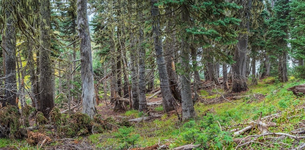 Hurricane Ridge Olympic National Park WA