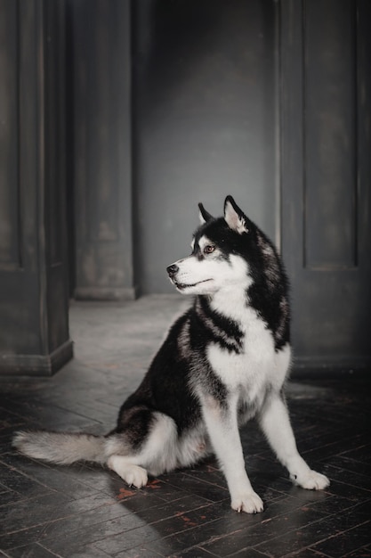 Photo husky dog in a black interior