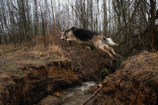 Husky dog jumping over the river cliff Spring landscape