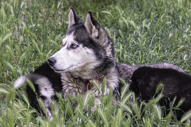 A husky dog lies on the grass with a puppy.