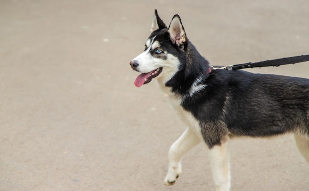 Husky dog portrait beautiful photo Selective focus