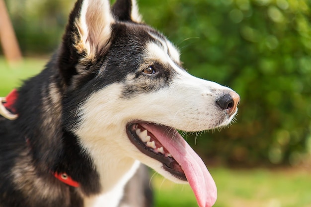 Husky dog portrait beautiful photo Selective focus