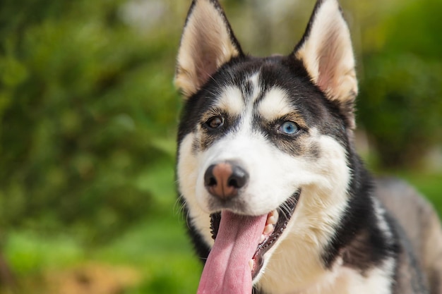 Husky dog portrait beautiful photo Selective focus