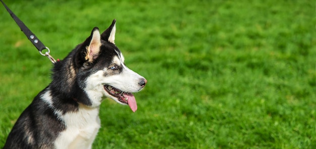 Husky dog portrait beautiful photo Selective focus