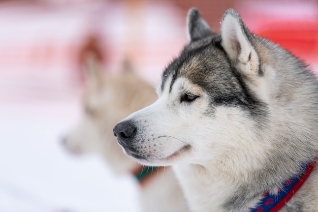 Husky dog portrait. Funny pet on walking before sled dog training.