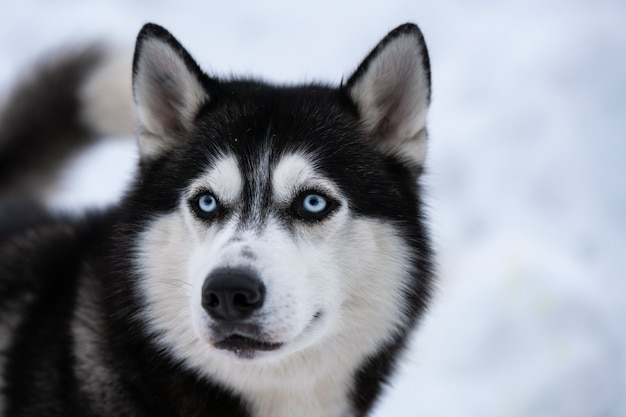 Husky dog portrait, winter snowy background. Funny pet on walking before sled dog training.