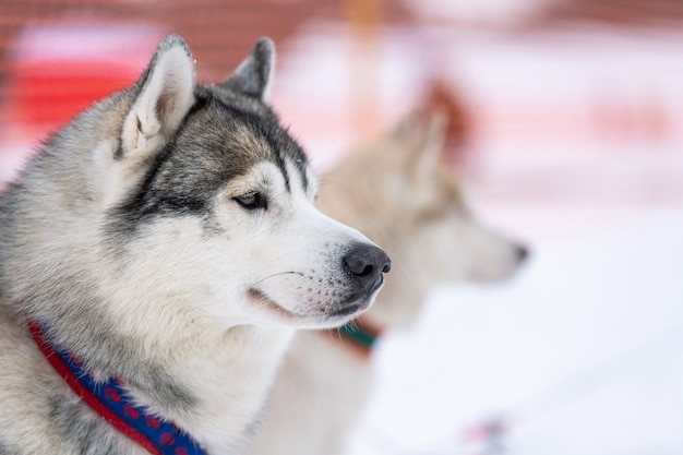 Husky dog portrait, winter snowy background. Funny pet on walking before sled dog training.