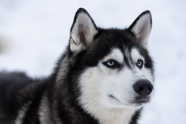 Husky dog portrait