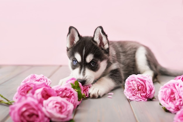 Husky dog puppy and Pink tea roses.