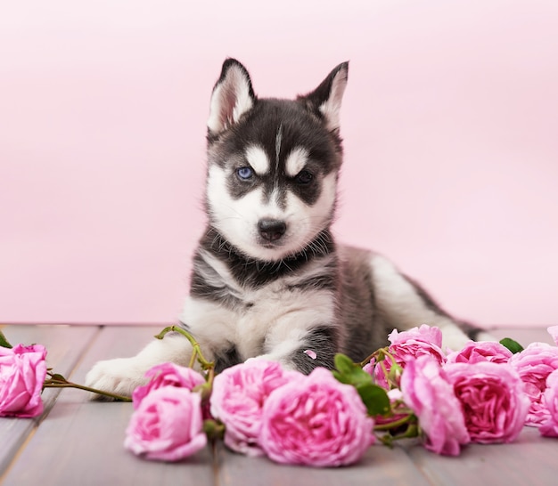 Husky dog puppy and Pink tea roses.