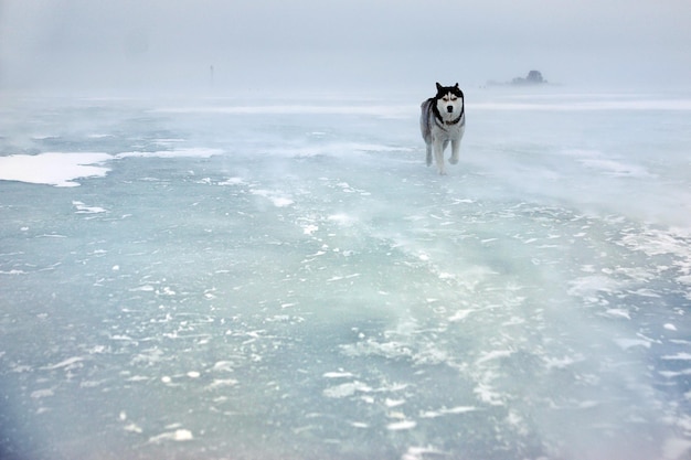 Husky dog runs towards the wind and snow on thick ice on the bay in winter.