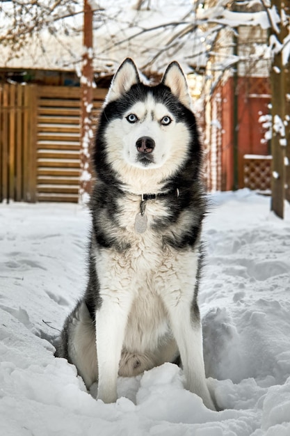 Husky dog in winter snowy sunny forest Winter snowy landscape Outdoor fun with pet