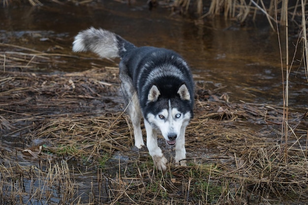 A husky dog with blue eyes walks through a stream