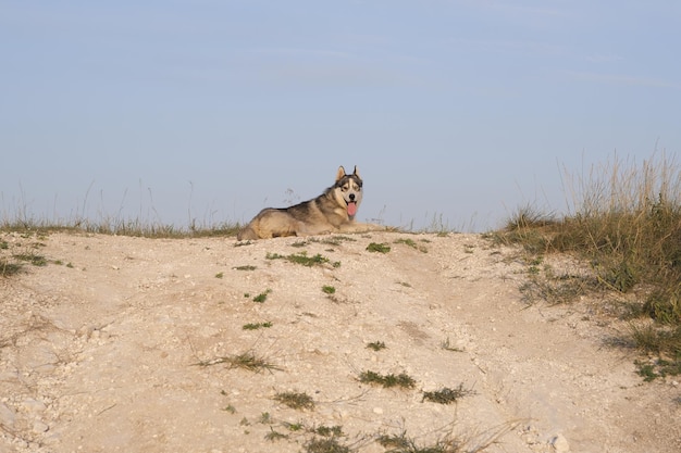 Husky dog with different eyes with hanging tongue from heat on hill in summer season