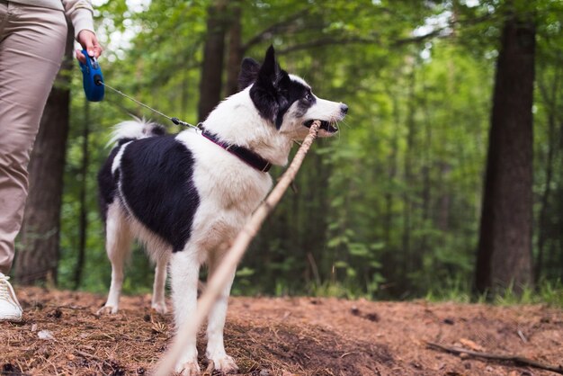 husky dog with stick in forest