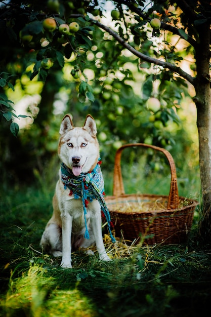 Husky dog