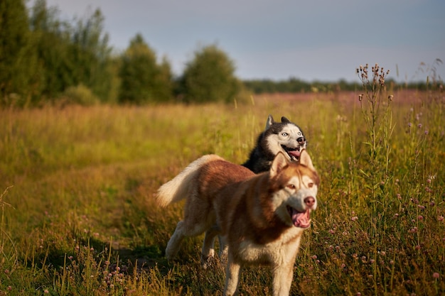 Husky dogs have fun playing on a walk in the park Husky dogs quickly rush forward and look at the camera