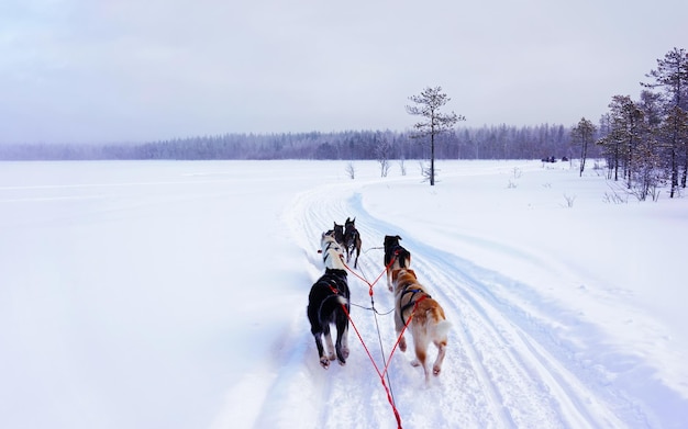 Husky family dog sled in winter Rovaniemi of Finland of Lapland. Dogsled ride in Norway. Animal Sledding on Finnish farm after Christmas. Fun on sleigh. Safari on sledge and Alaska landscape.