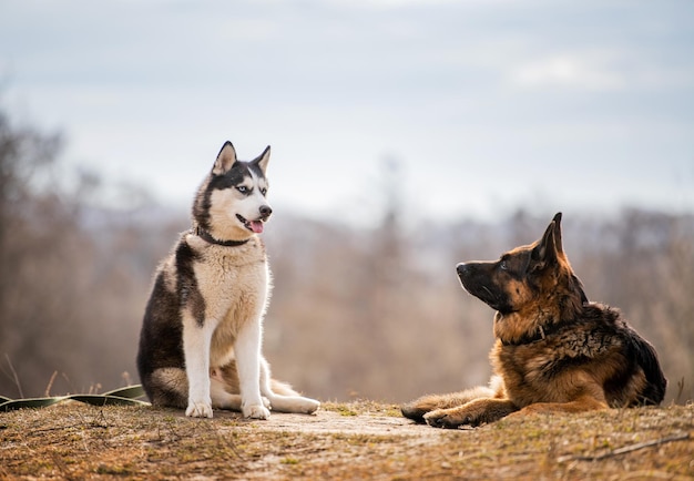 Husky and German Shepherd sit together on the background of nature Dog friendship