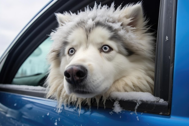 A husky poking its head out of an suvs window in a snowy landscape