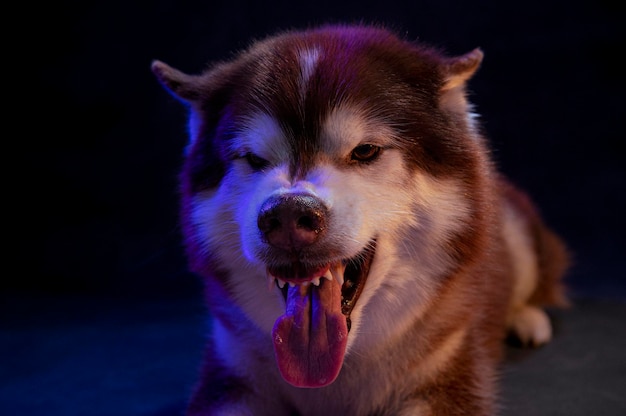 Husky portrait of a wolf's head on a black background