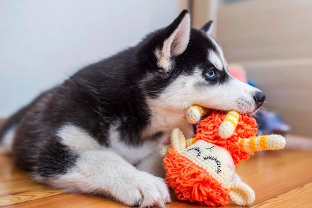 Husky puppy playing with toy little dog at home in a room playing with his toys