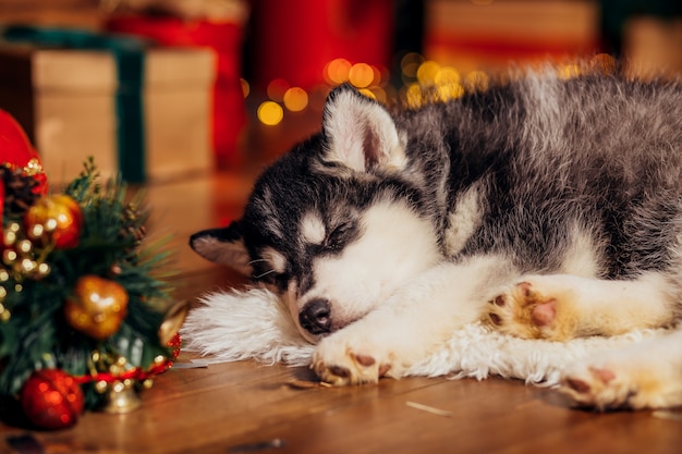 Husky puppy sleeping next to Christmas tree