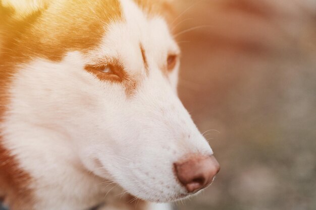 Husky siberian dog portrait cute white brown mammal animal pet of one year old with blue eyes in autumn rustic and countryside nature forest close up flare