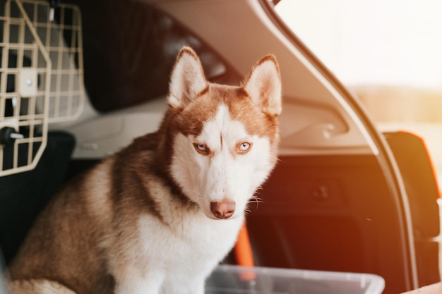 Husky siberian dog portrait cute white brown mammal animal pet of one year old with blue eyes sitting in the trunk of a car ready to travel flare