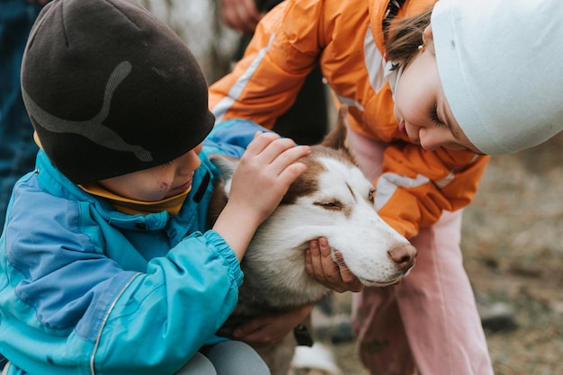 Husky siberian dog portrait cute white brown mammal animal pet of one year old with blue eyes with little children who stroking petting her in autumn rustic and countryside nature forest