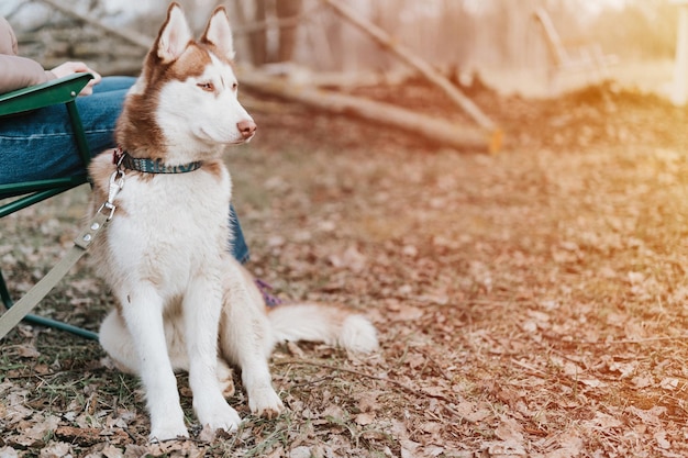 Husky siberian dog portrait cute white brown mammal animal pet of one year old with blue eyes with people in autumn rustic and countryside nature forest flare