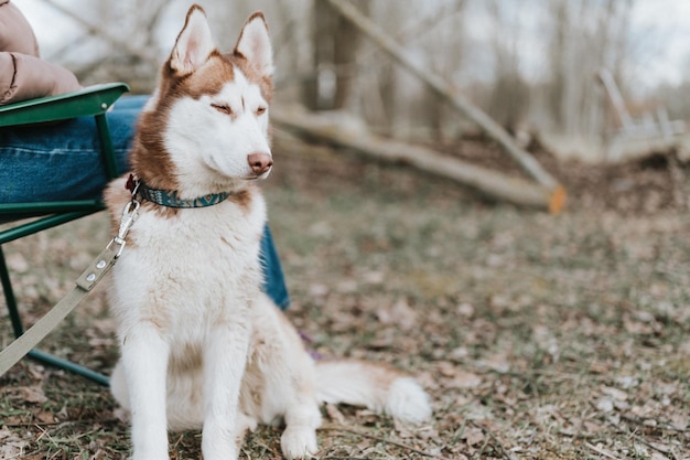 Husky siberian dog portrait cute white brown mammal animal pet of one year old with blue eyes with people in autumn rustic and countryside nature forest