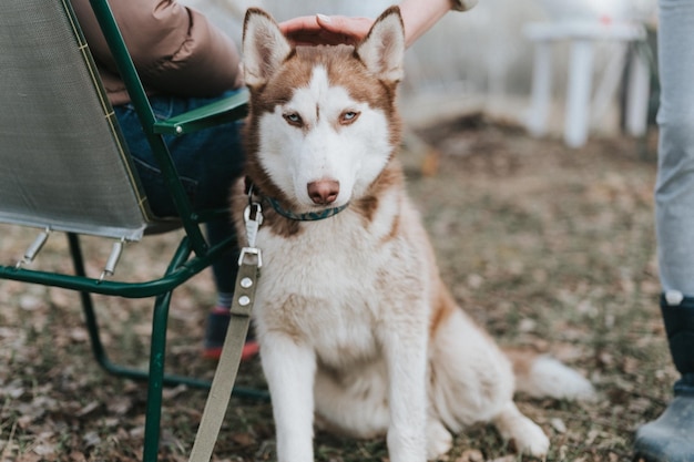 Husky siberian dog portrait cute white brown mammal animal pet of one year old with blue eyes with people who stroking petting her in autumn rustic and countryside nature forest