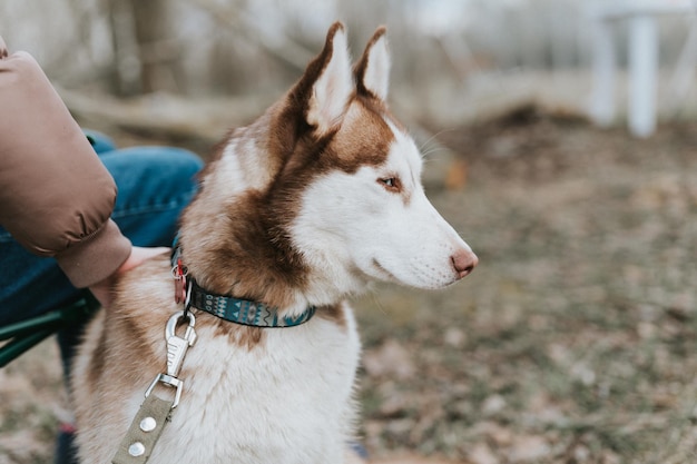 Husky siberian dog portrait cute white brown mammal animal pet of one year old with blue eyes with people who stroking petting her in autumn rustic and countryside nature forest