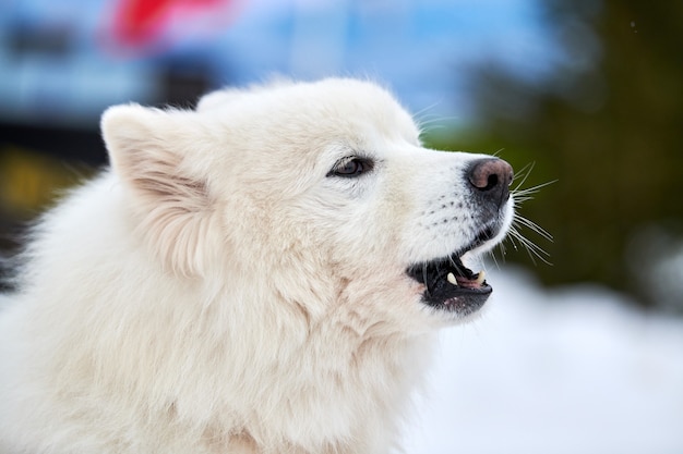 Husky sled dog face, winter background